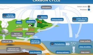carbon fibre interior trim for Porsche performance style