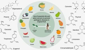 Essential Tips Before Buying Yoga and Pilates Gear Online