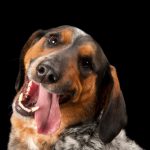 Dog Eye Supplement That Ensures Your Pets Vision