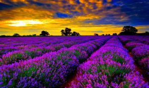 Beautiful swimming pool designs that elevate your space Beautiful swimming pool designs that elevate your space